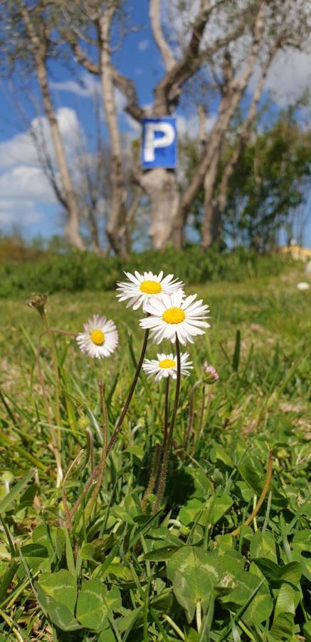 La Dolce Vita Castelfidardo Kültér fotó